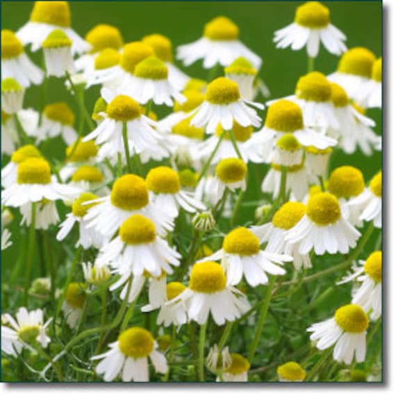 Il Campo Con La Camomilla Pianta Il Matricaria Chamomilla In Fiore Immagine Stock - Immagine Di - Foto 9