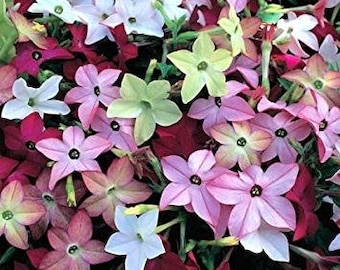 Puede incluir: Una mezcla de semillas de flores de tabaco de colores variados. Las semillas son de varios colores, incluyendo blanco, rosa, rojo y verde.