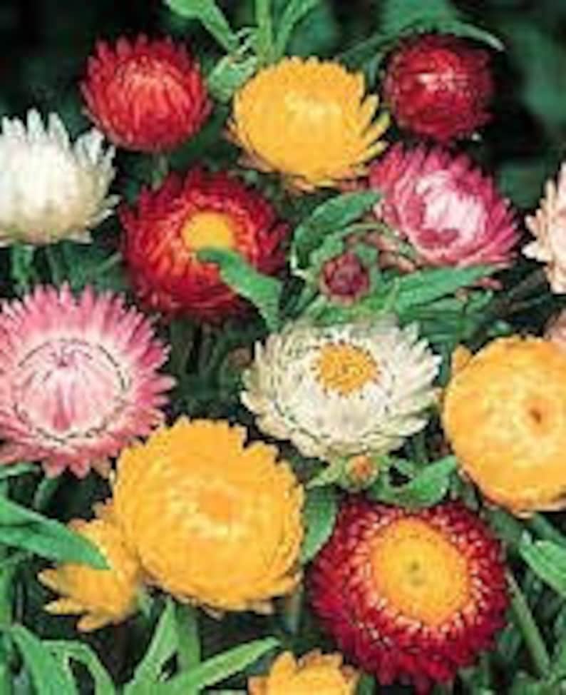 HELICHRYSUM BRACTEATUM MIX Strawflower Mix 1800 Seeds Etsy