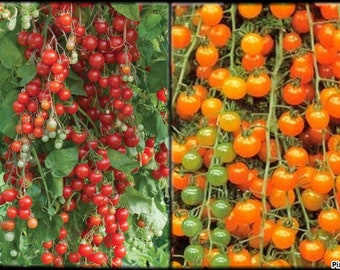 Tomato Sweet Pea Currant - RED (200 seeds) or GOLDEN (50 seeds) Heirloom, Sweet and juicy!