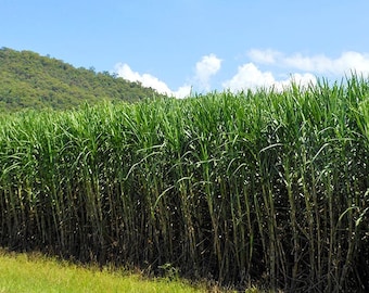 Sugar Cane - SACCHARUM OFFICINARUM (25 seeds)