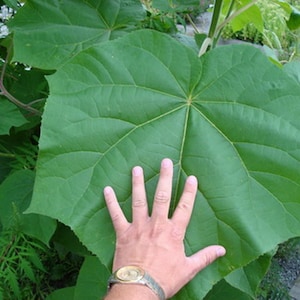 Paulownia ELONGATA oder SHAN TONG oder Tometosa 50 Samen Bild 6