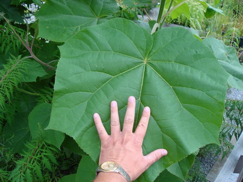 Paulownia ELONGATA or SHAN TONG or Tometosa 50 seeds image 6