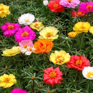 PORTULACA GRANDIFLORA MIX 10.000 seeds Moss Rose Double Mix image 2