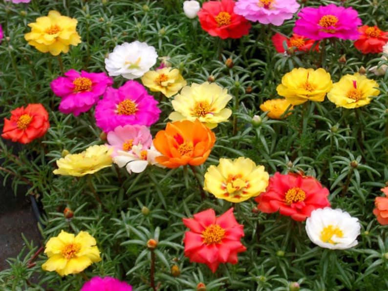 PORTULACA GRANDIFLORA MIX 10.000 seeds Moss Rose Double Mix image 2