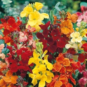 CHEIRANTHUS CHEIRI MIX Wallflower 600 seeds image 1