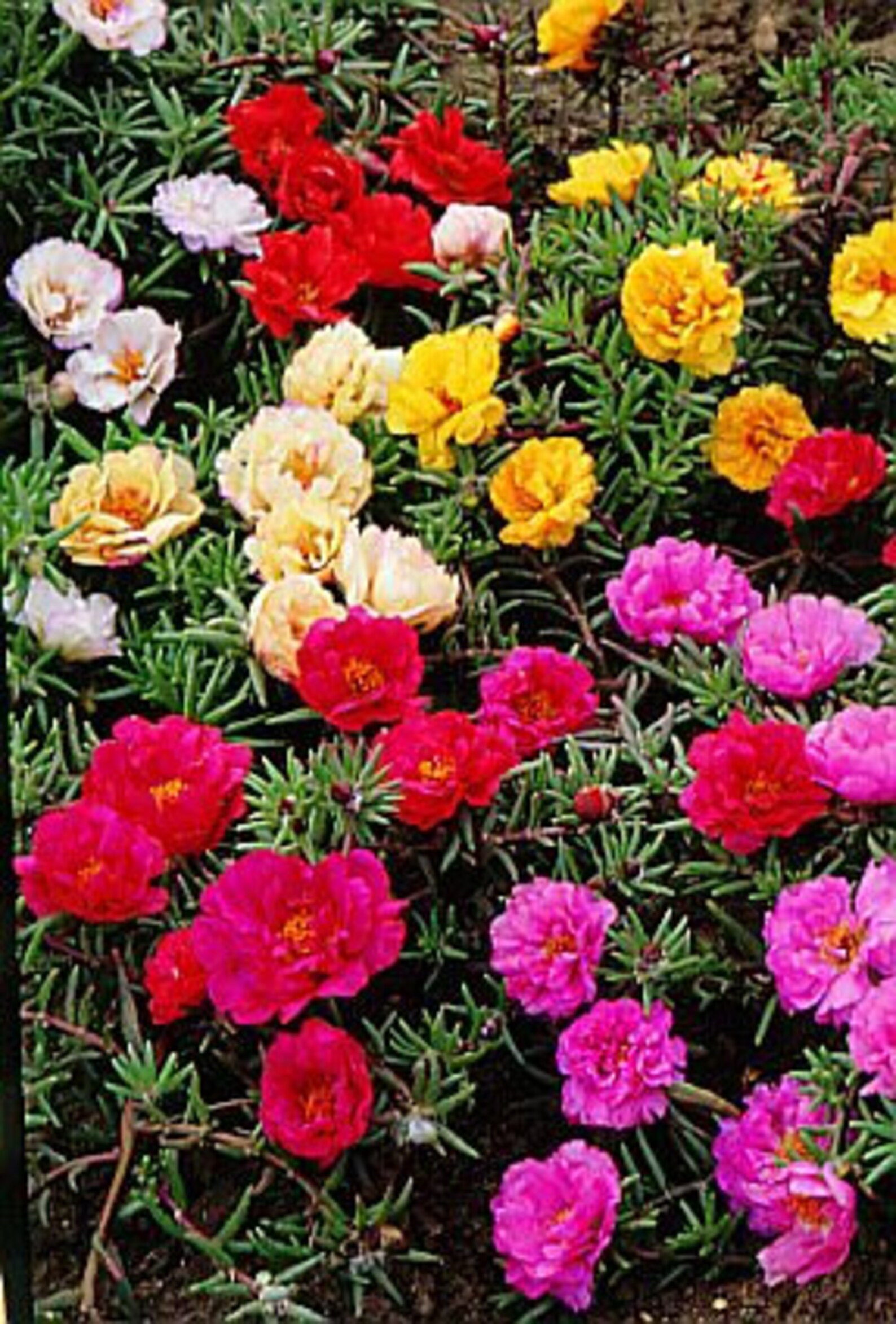 Portulaca Grandiflora Moss Rose Double Mix 6000 SEEDS Etsy