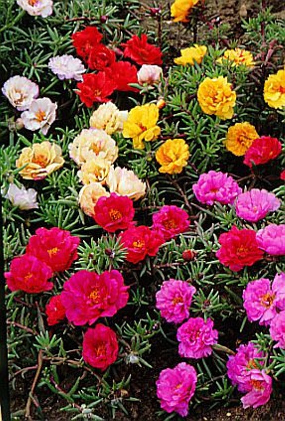 Semi Di Rosa Muschio (Portulaca Grandiflora) - 10.000 Semi Premium Per Giardino Fiorito - Foto 14