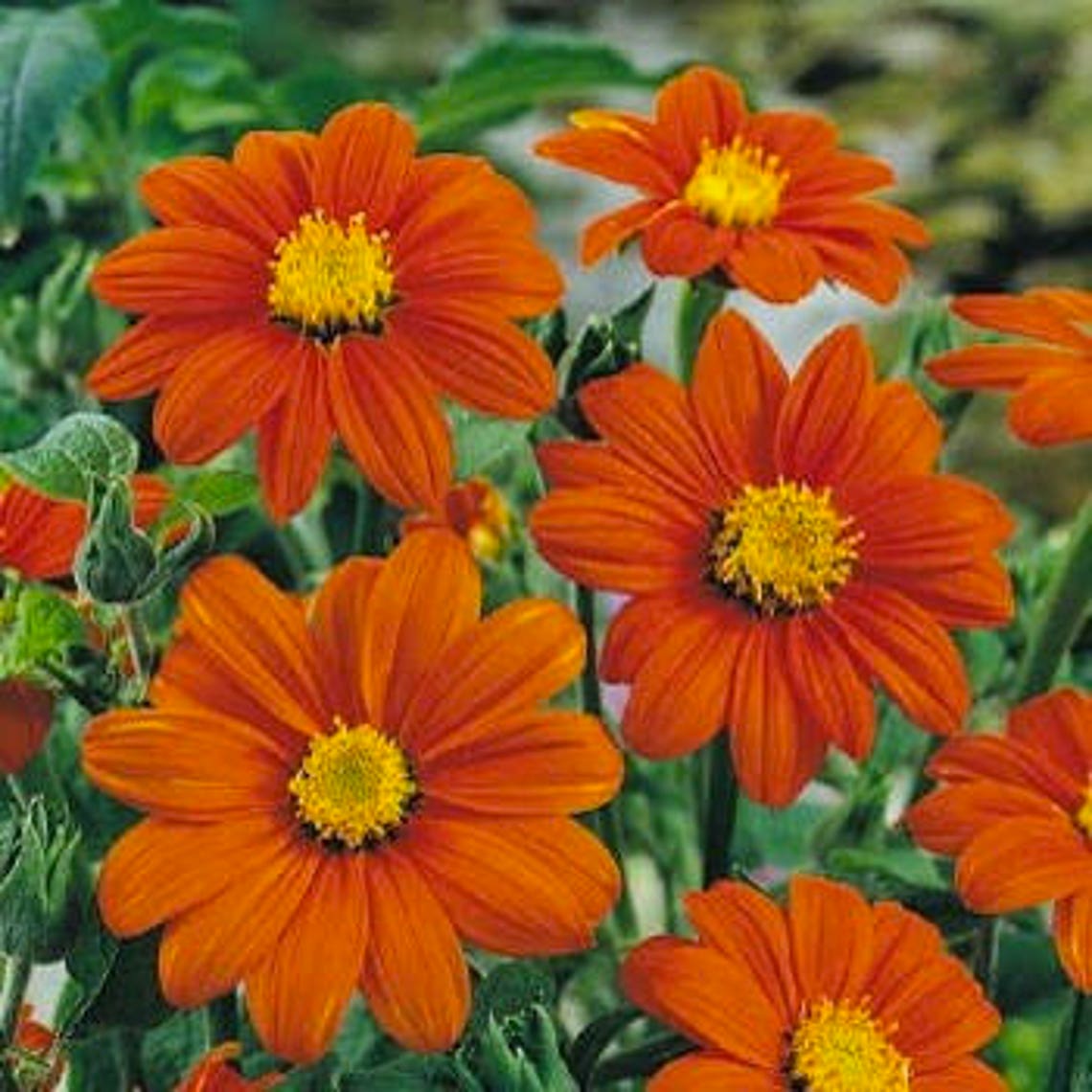 TITHONIA ROTUNDIFOLIA 'TORCH' Mexican Sunflower 90 | Etsy