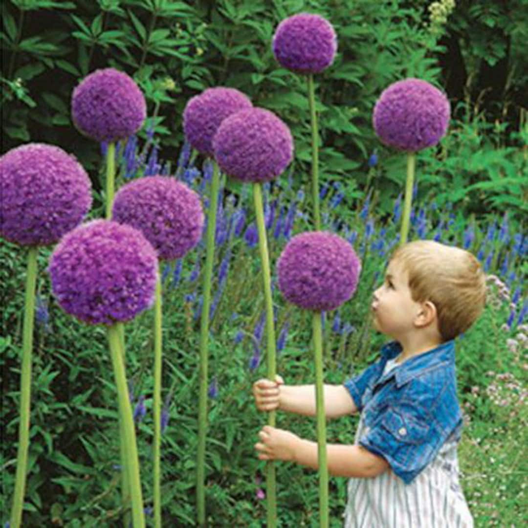 ALLIUM GLOBEMASTER GIANT 25 Samen Mehrjährige Blume Etsy.de