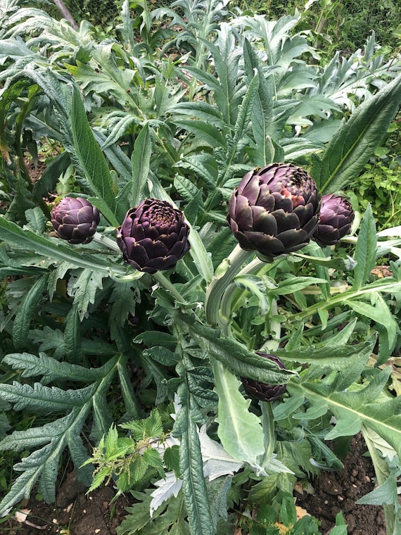 ARTICHOKE ITALIAN VIOLETTA Chioggia 25 Seeds Etsy Norway