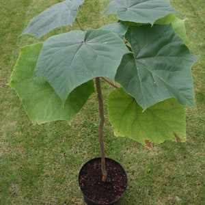 Paulownia ELONGATA ou SHAN TONG ou Tometosa 50 graines image 8