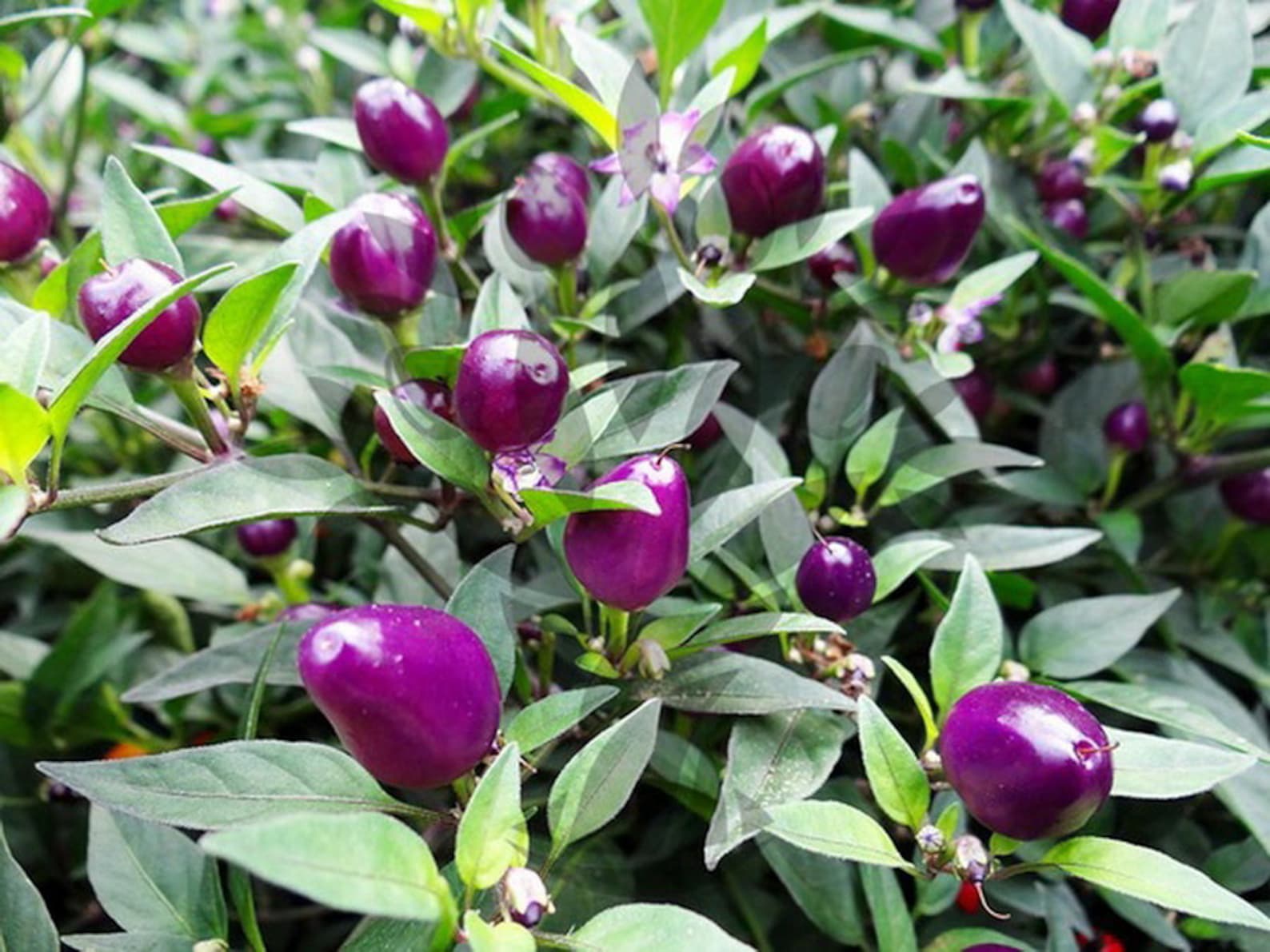 Перец горький филиус. Перец филиус. Перец филиус блю. Перец комнатный филиус блю. Перец комнатный филиус блю.