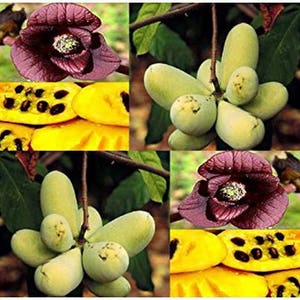 ASIMINA TRILOBA - Paw Paw - Tree fruit (5 Seeds) Fully hardy to -25C