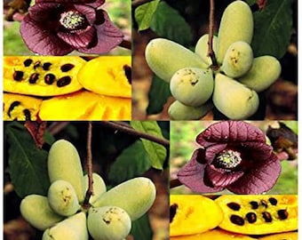 Può includere: Primo piano di un albero di pawpaw con fiori viola e frutti verdi. Il frutto è lungo e sottile, con una forma leggermente curva. I fiori sono grandi e di colore viola scuro.