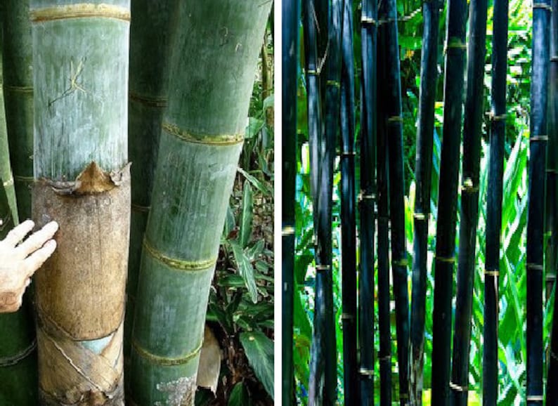 moso bamboo phyllostachys pubescens moso bamboo phyllostachys pubescens