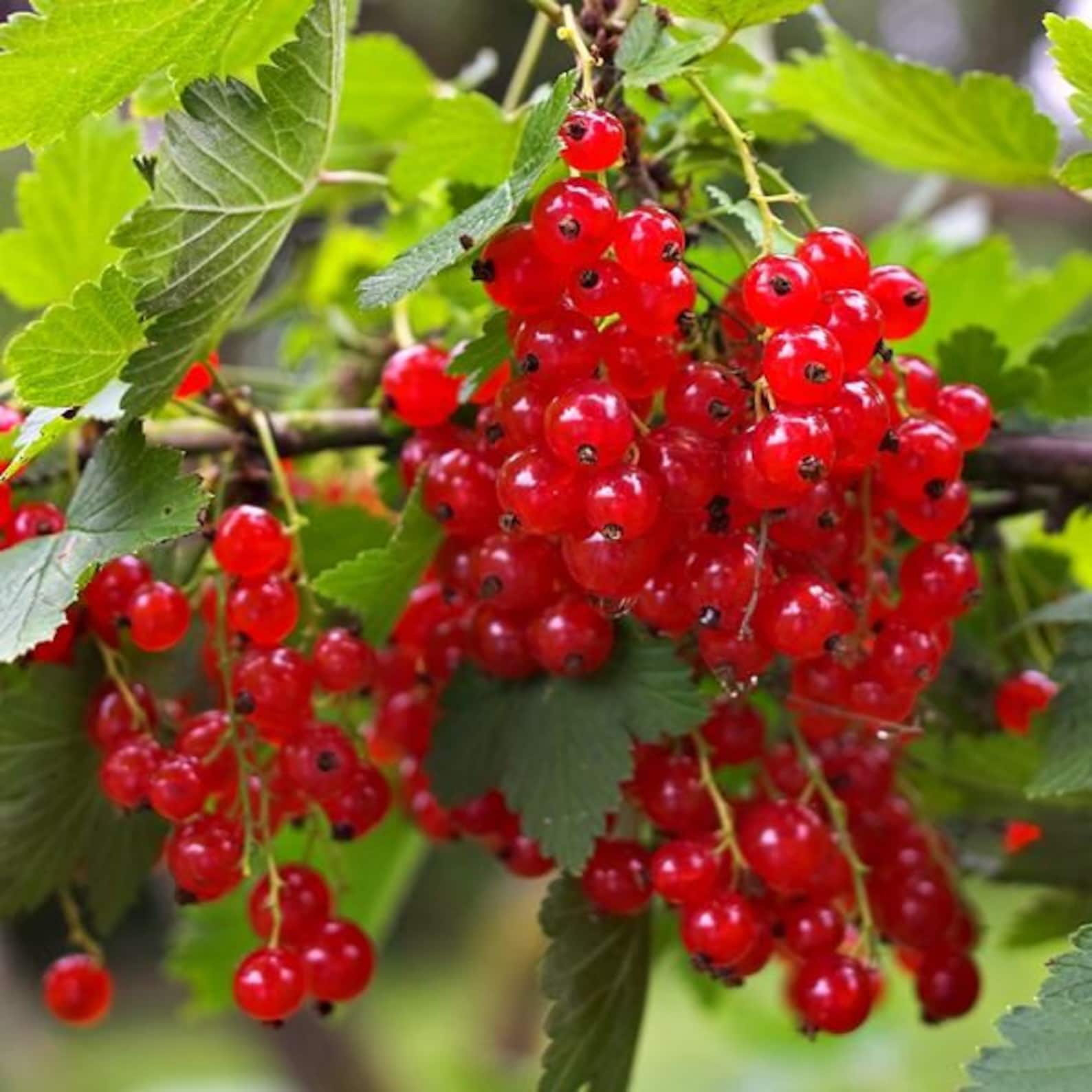 RED CURRANT 50 SEEDS Ribes rubrum Etsy