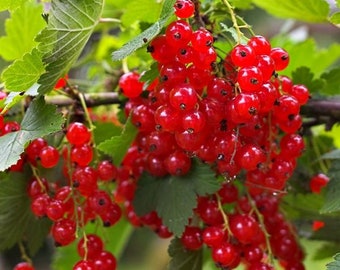CORRIENTE ROJA (150 semillas) Ribes rubrum