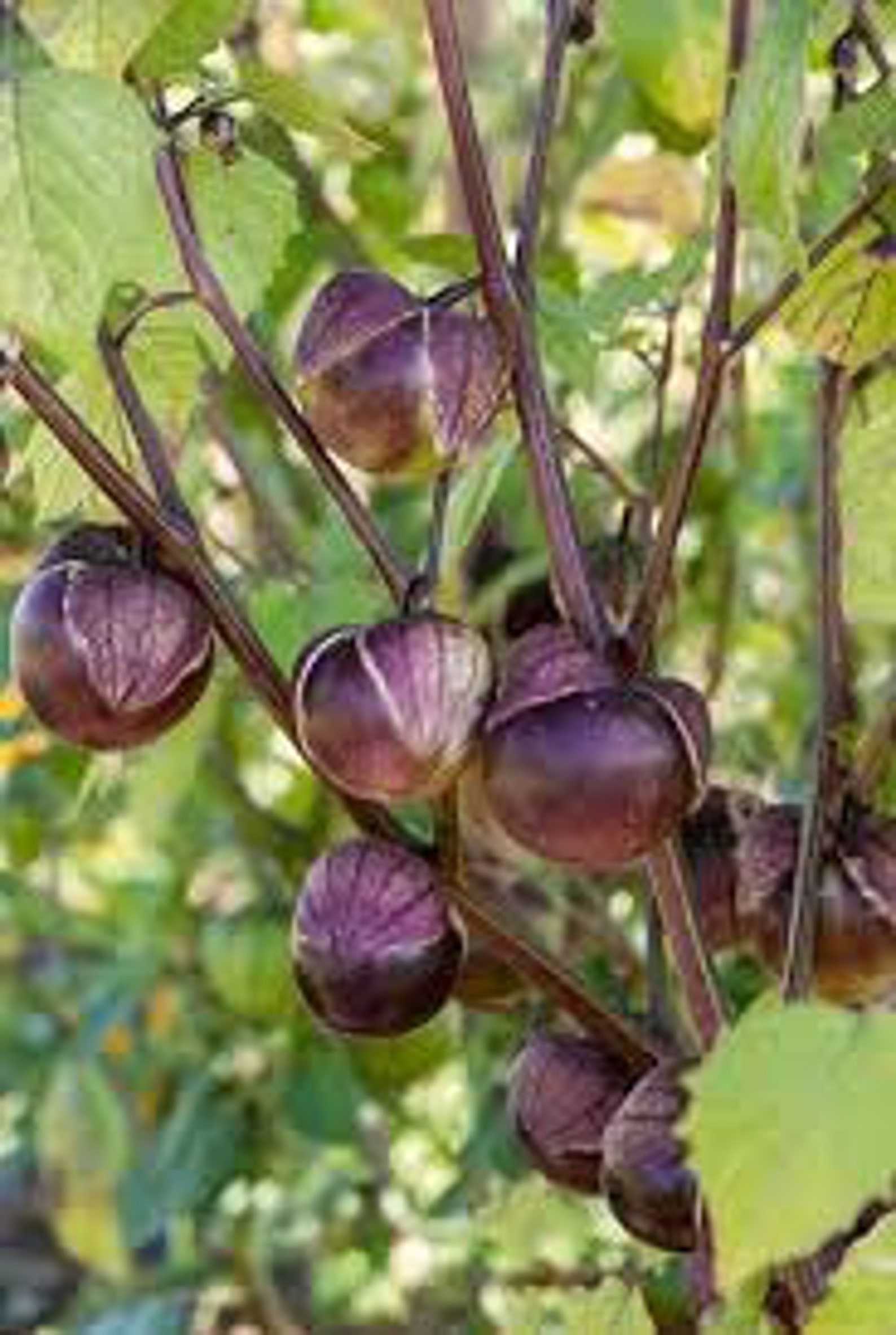 TOMATILLO PURPLE PHYSALIS Ixocarpa 100 seeds Etsy