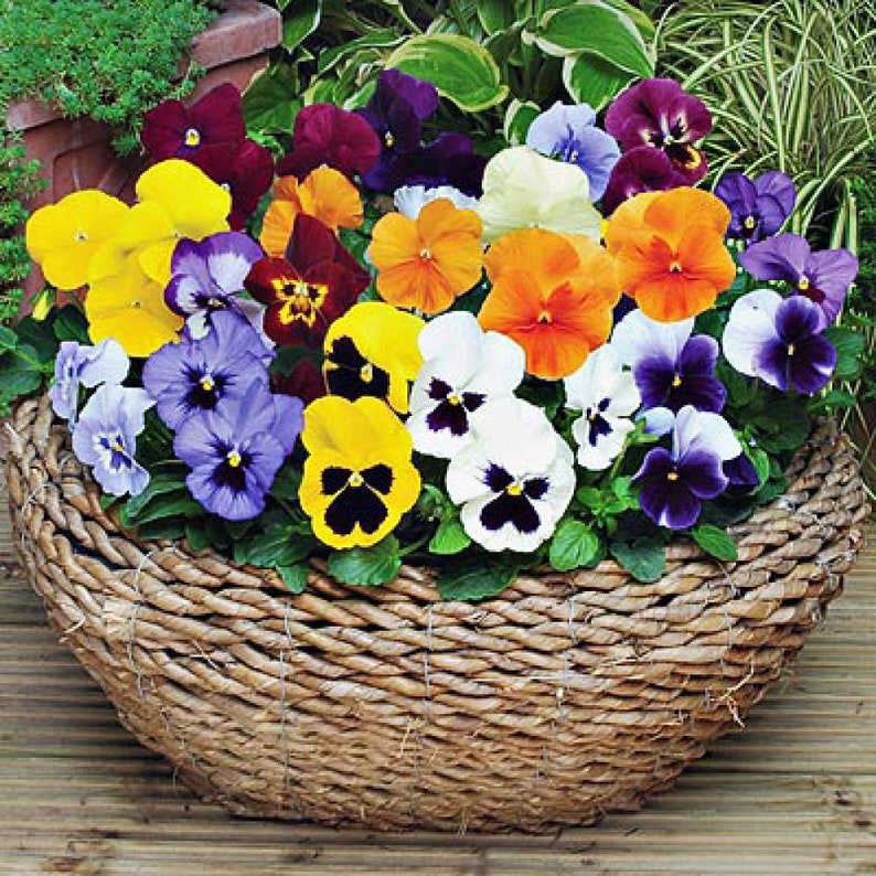 PANSY SWISS GIANT Mix Viola Wittrockiana 1000 Seeds Etsy