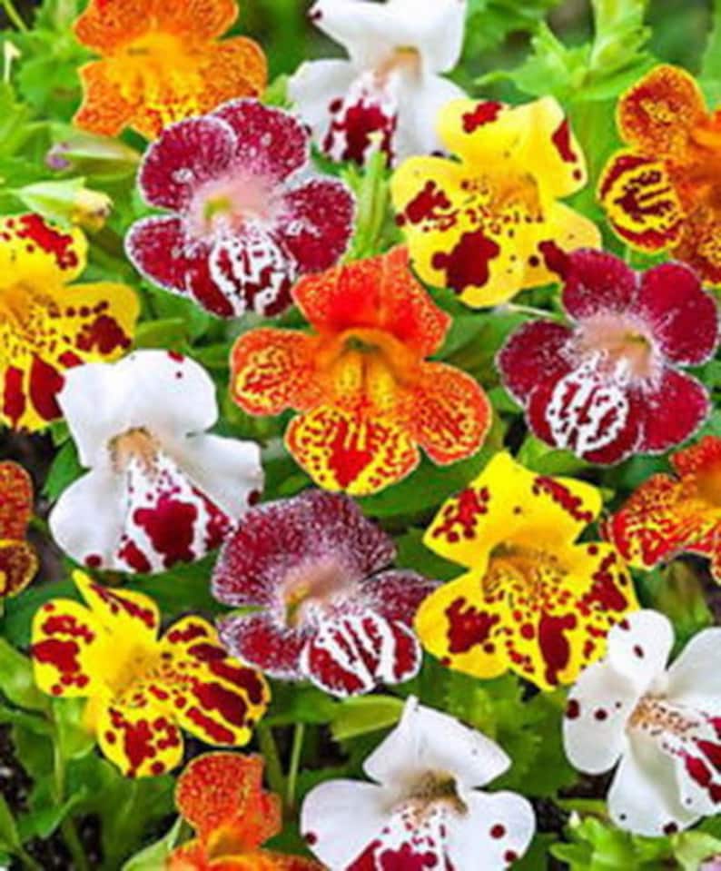 MIMULUS TIGRINUS MIX Monkey Flower 3000 seeds Etsy