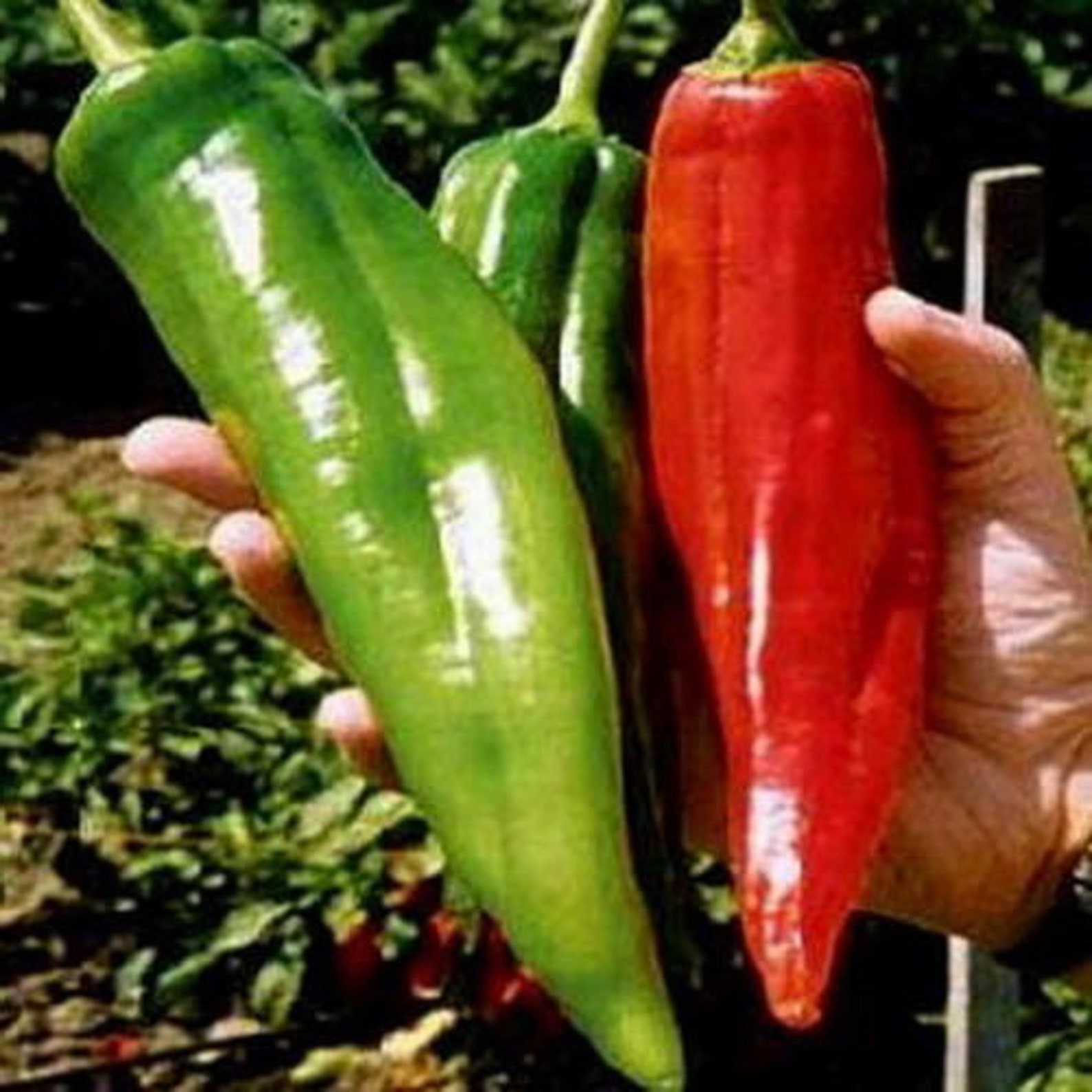 chilli-numex-big-jim-20-seeds-the-largest-chilli-in-the-etsy
