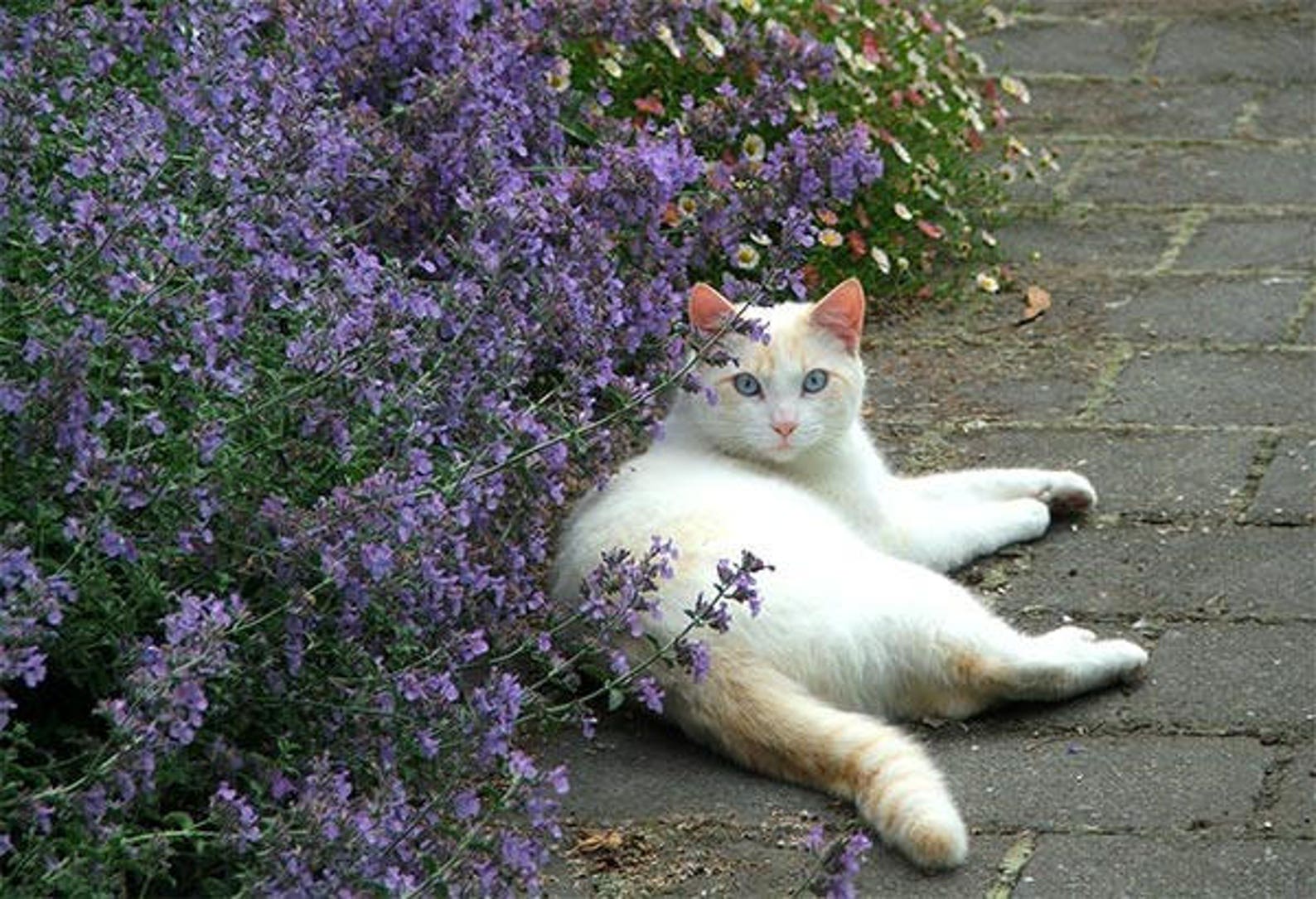 Кошачья Трава Фото