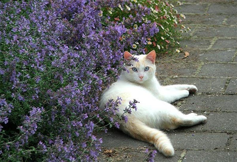 NEPETA CATARIA Perennial CATMINT 800 seeds