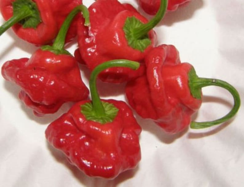 Jamaican Red Hot Scotch Pepper 50 seeds EXTRA HOT Etsy