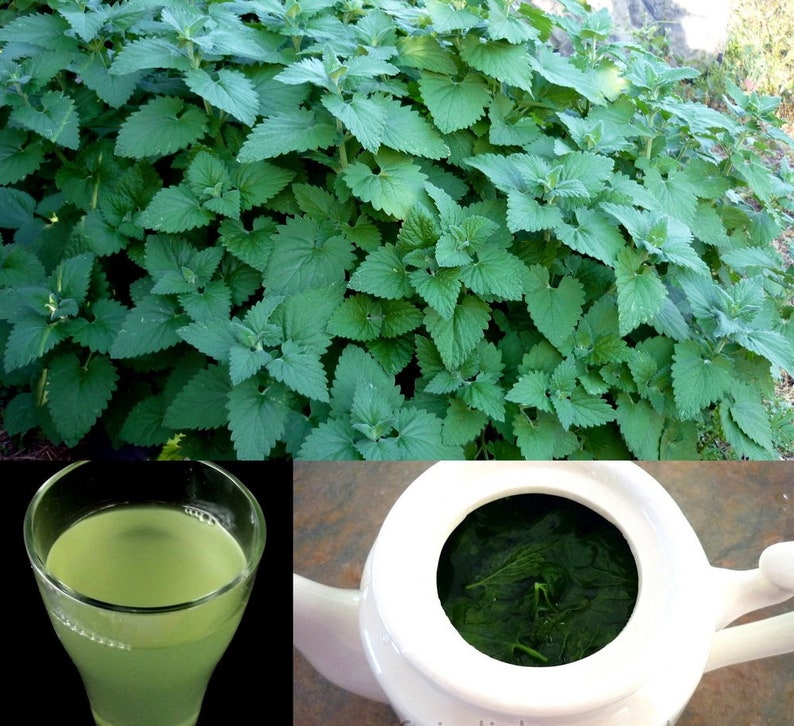 NEPETA CATARIA Perennial CATMINT 800 seeds