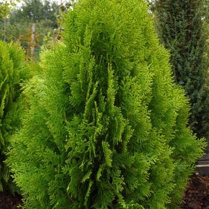 THUJA ORIENTALIS (100 seeds) Chinese Arborvitae