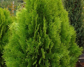 Könnte beinhalten: Ein leuchtend grüner Nadelbaum mit gefiedertem Laub. Der Baum ist in einem Beet aus dunkelbrauner Erde gepflanzt.