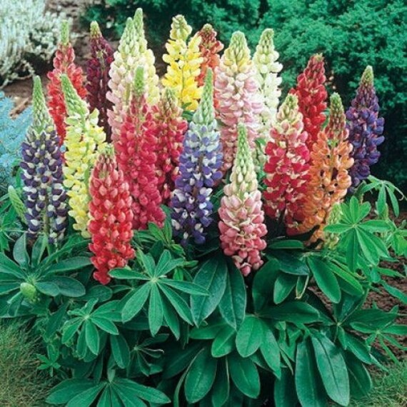 Seeds Lupine Florida Giant Mix Flower Perennial Outdoor Beautify Organic Ukraine Seeds Lupine Florida Giant Mix Flower Perennial Outdoor Beautify Organic Ukraine