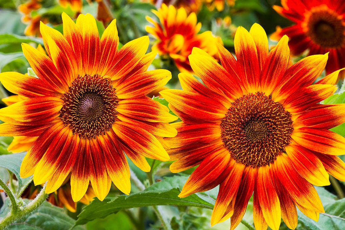 SUNFLOWER AUTUMN BEAUTY 100 Seeds Helianthus Annuus Etsy Singapore
