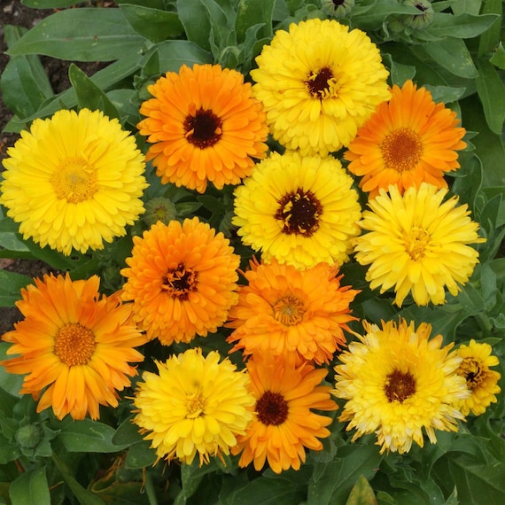 Calendula Officinalis Pot Marigold Mix 250 Seeds Etsy