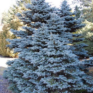 PICEA PUNGENS 25 seeds Colorado Blue Spruce image 3