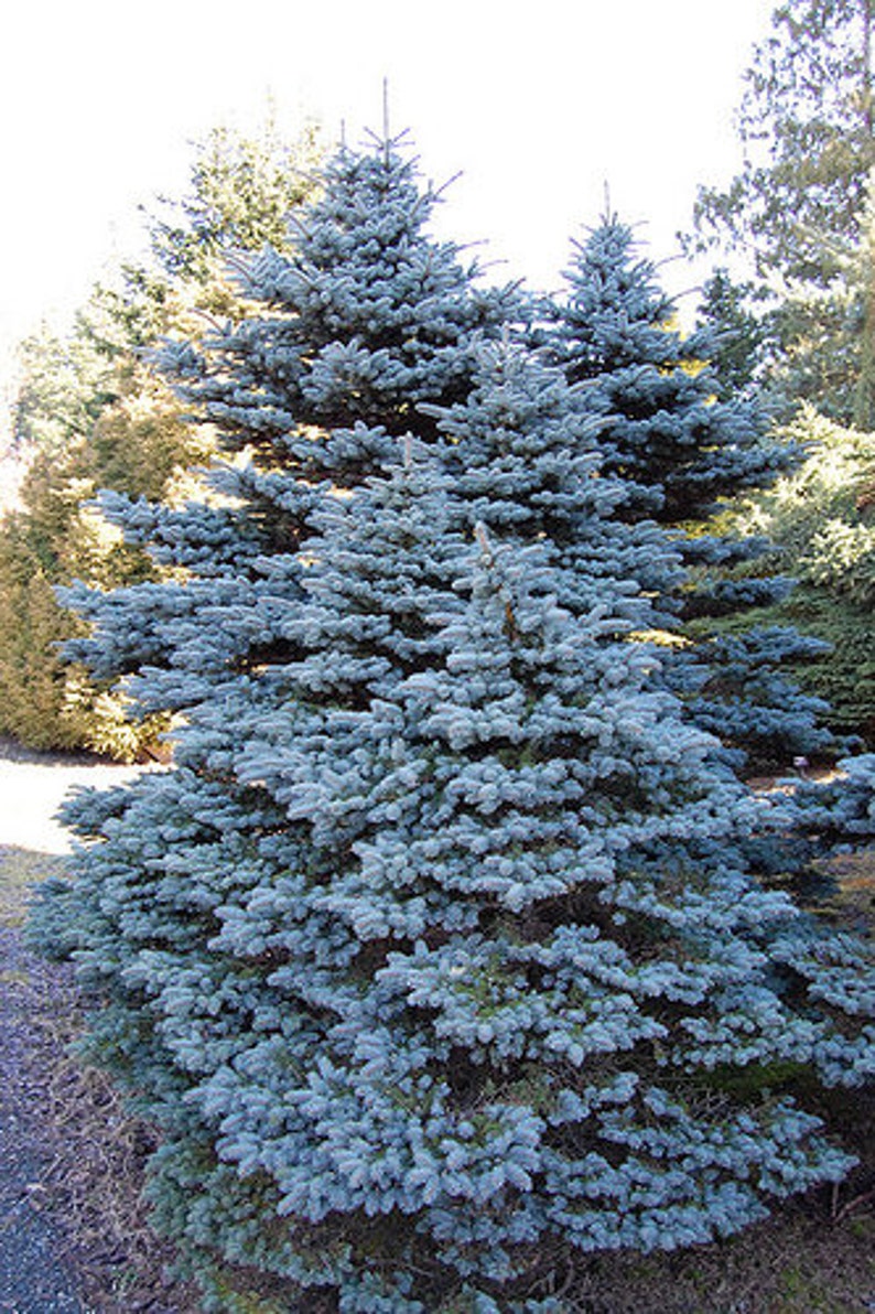 PICEA PUNGENS 25 seeds Colorado Blue Spruce image 3