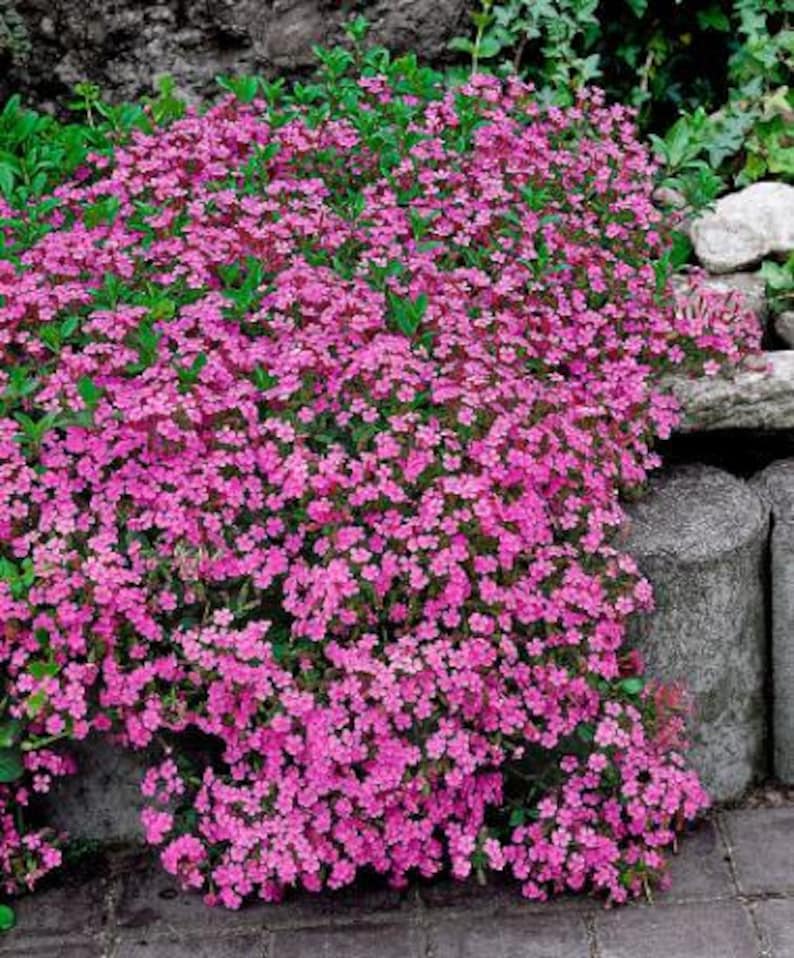 SAPONARIA OCYMOIDEA PINK Perennial 500 seeds image 6