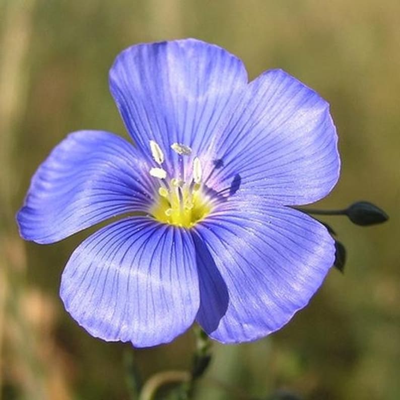 LINUM PERENNE Blue Flax 700 seeds Perennial image 2