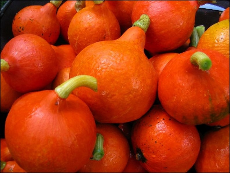 Winter Squash Uchiki Kuri 10 SEEDS Etsy Winter Squash Uchiki Kuri 10 SEEDS Etsy