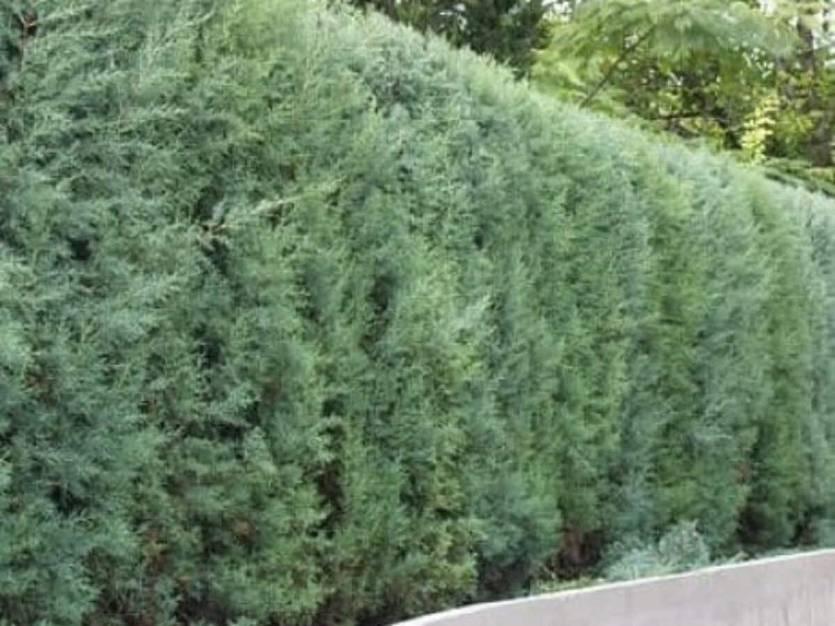 CUPRESSUS ARIZONICA GLAUCA (50 Seeds) Denmark