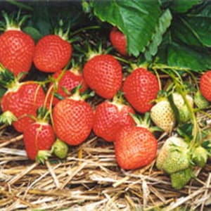 STRAWBERRY ALPINE RUGEN (600 seeds)