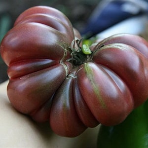 TOMATO PURPLE CALABASH (60 seeds) Heirloom Beefsteak variety!