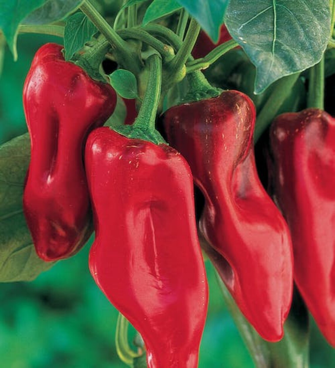 Sweet Pepper MARCONI RED 200 seeds Etsy