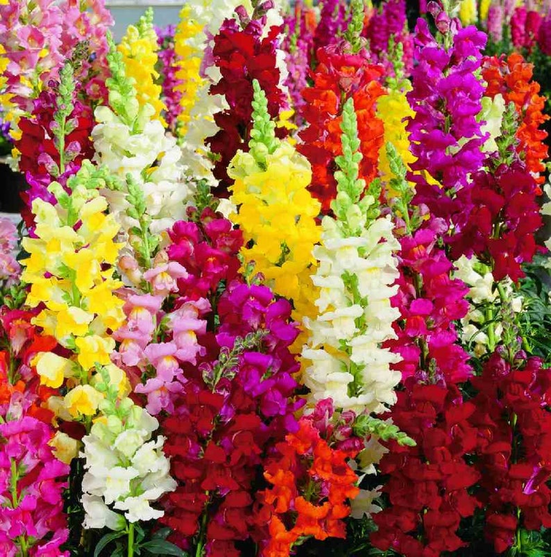 Snapdragon Mix Antirrhinum majus 3000 seeds Etsy