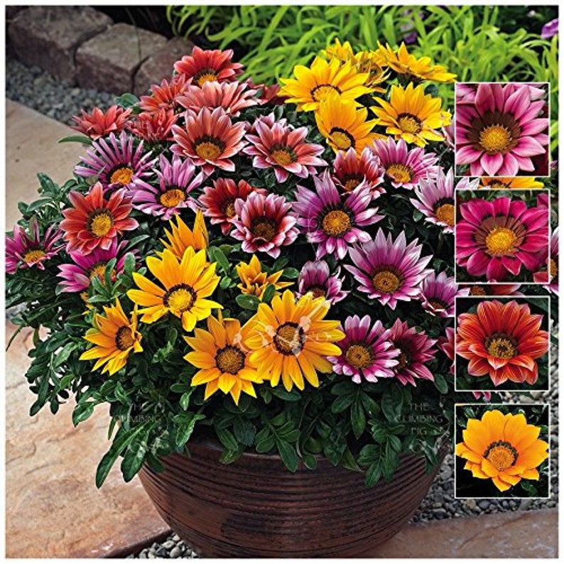 GAZANIA SUNSHINE Mix 100 seeds Perennial Etsy