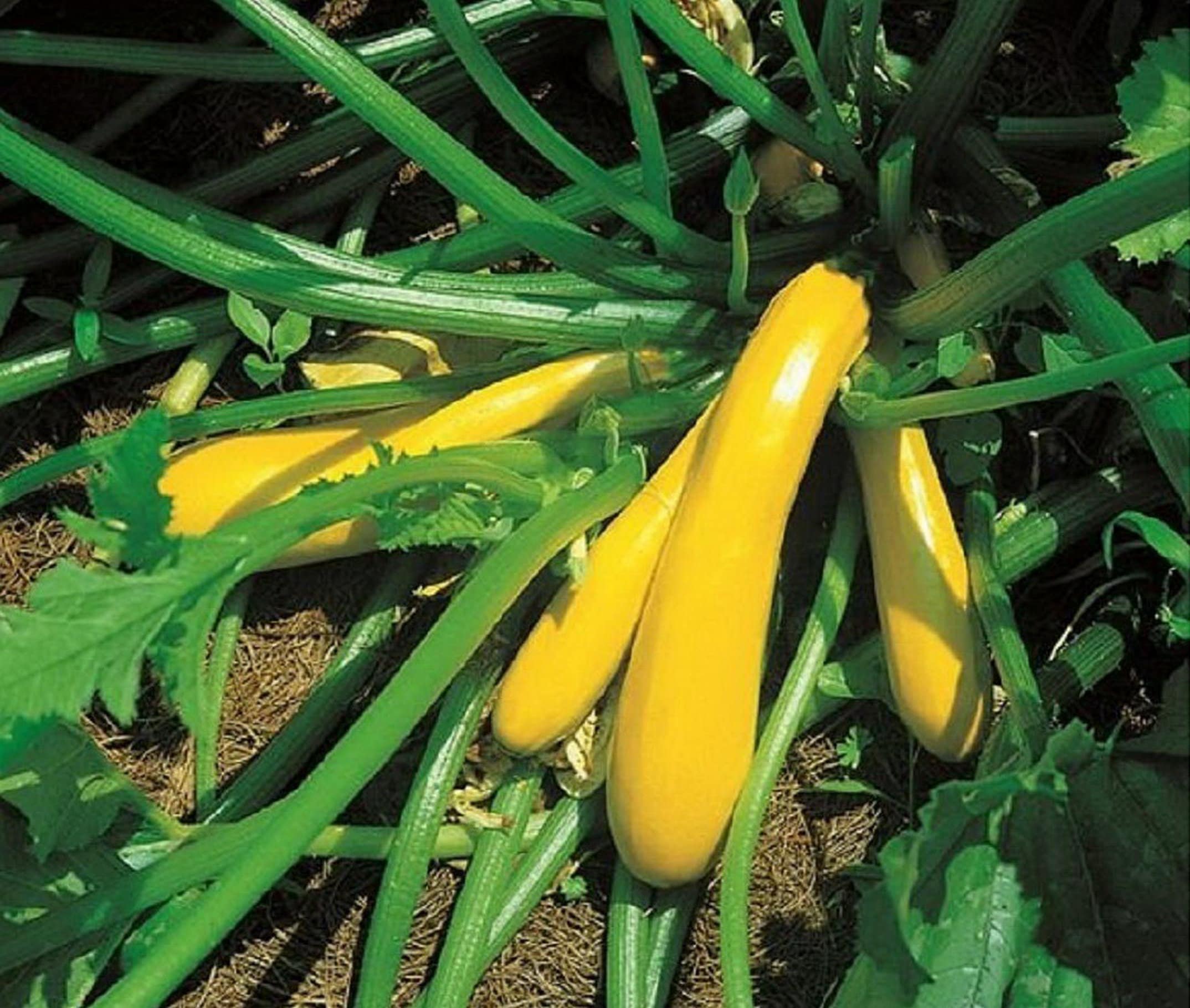 Organic 40 Seeds F1 Hybrid NEW Yellow Gold Rush Courgette Goldrush Organic 40 Seeds F1 Hybrid NEW Yellow Gold Rush Courgette Goldrush