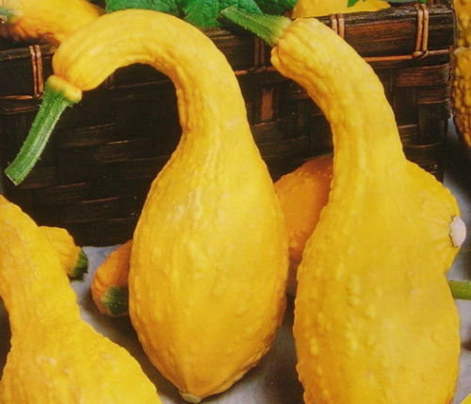 Summer SQUASH CROOKNECK YELLOW 30 Seeds Etsy Canada