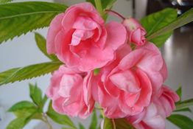 IMPATIENS BALSAMINA 100 GRAINES image 2