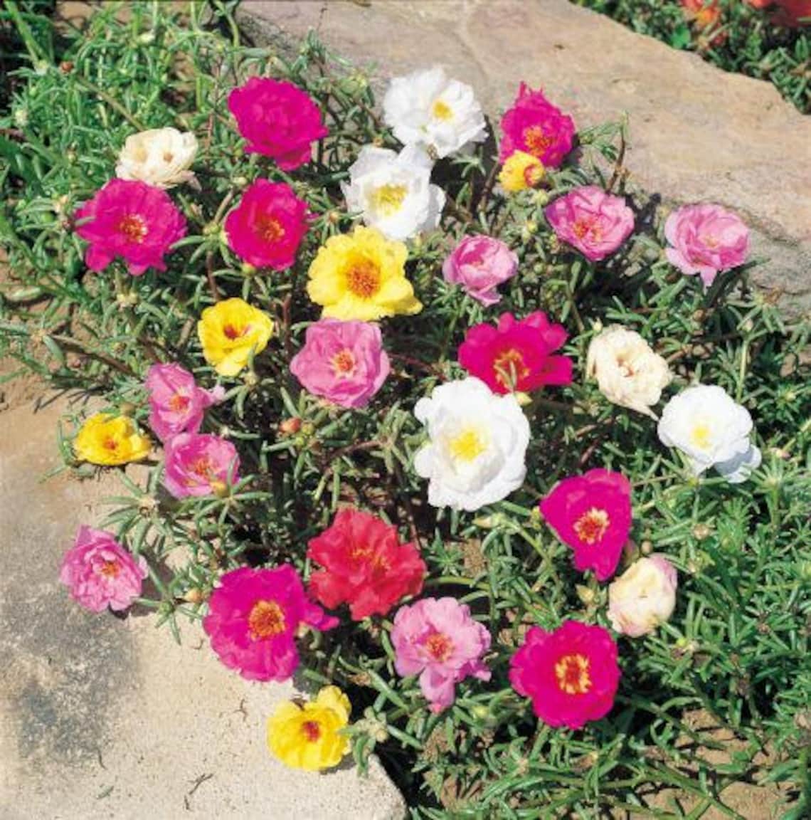 Portulaca Grandiflora Moss Rose Double Mix 6000 SEEDS Etsy